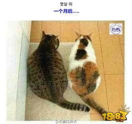 娱乐吃瓜君猫咪瘫痪 第1张 娱乐吃瓜君猫咪瘫痪 第1张